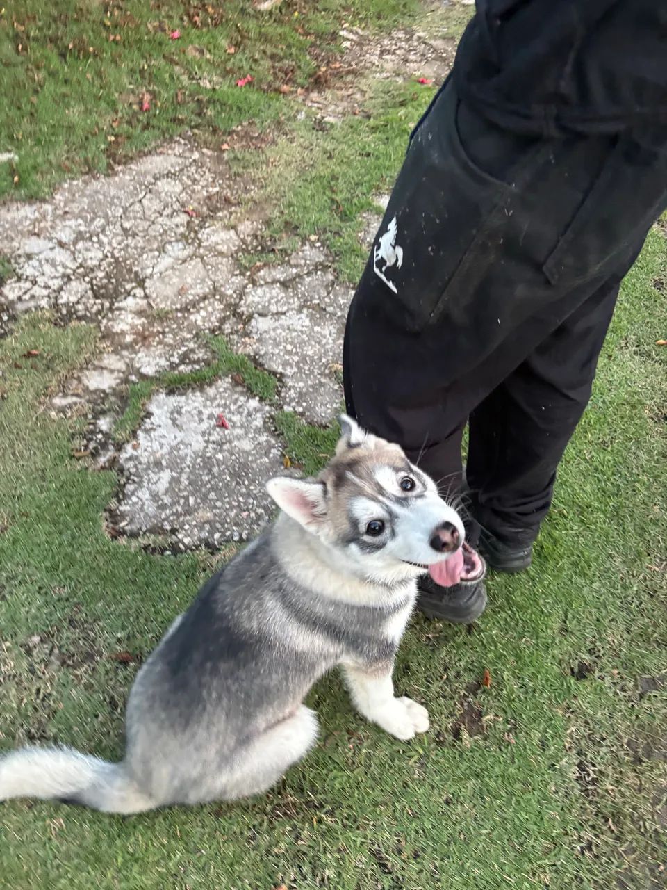 Filhote husky  - Foto 3
