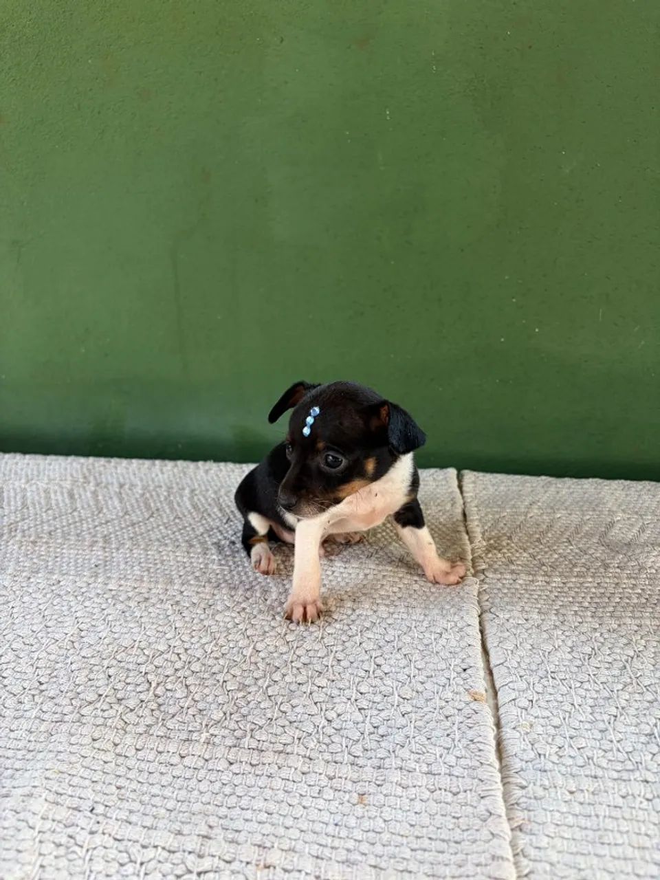 Filhote Pinscher Macho