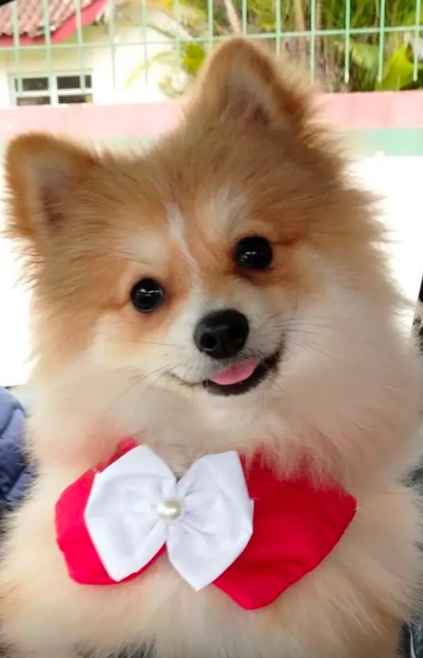Vendo cachorro Spitz alemão 