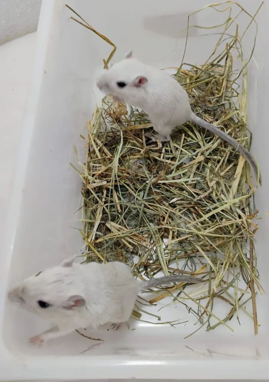 Gerbil / Esquilo da Mongólia  - Foto 3