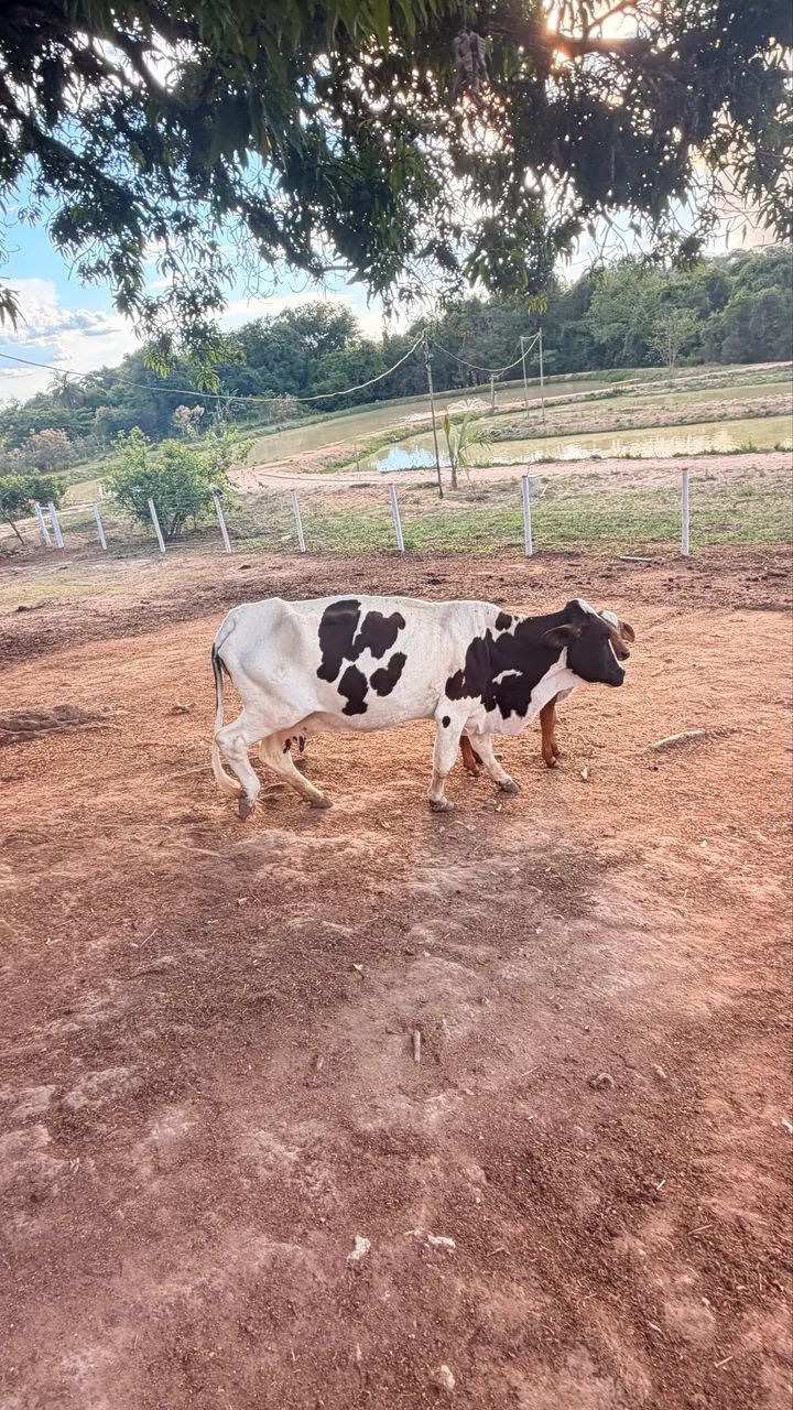 Vendo mini vaca - Foto 3