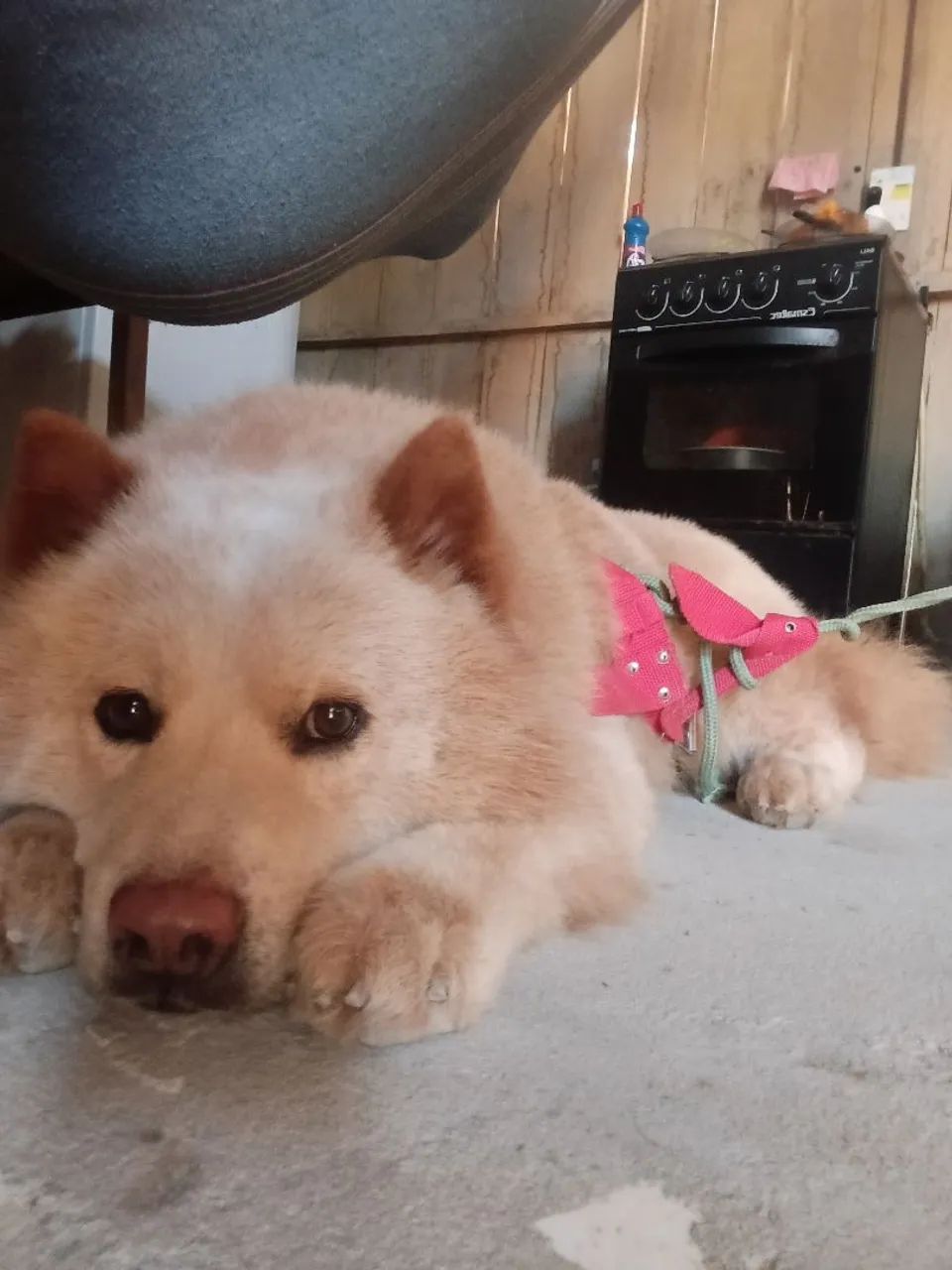 Chow chow - Foto 2