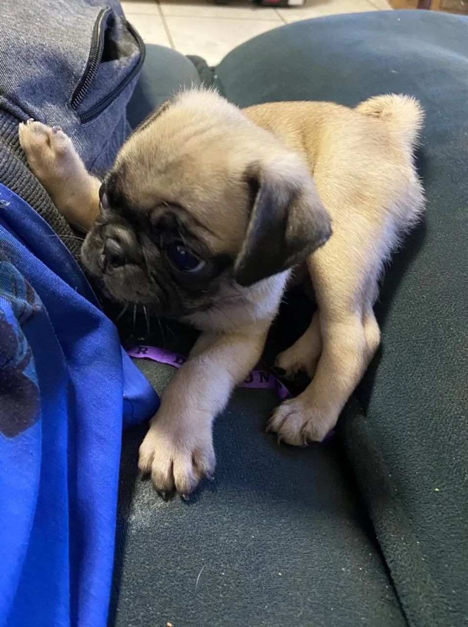 Filhote de Pug Fêmea - Vacinada e Vermifugada - Foto 3