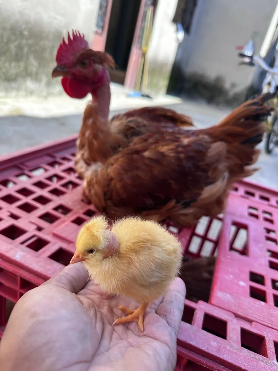 Pintinho de Um dia  - Foto 4
