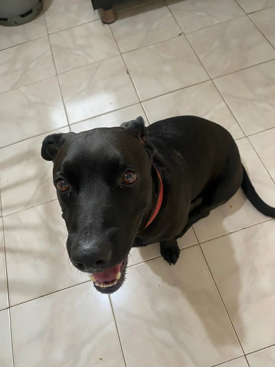Adoção responsável  - Foto 2