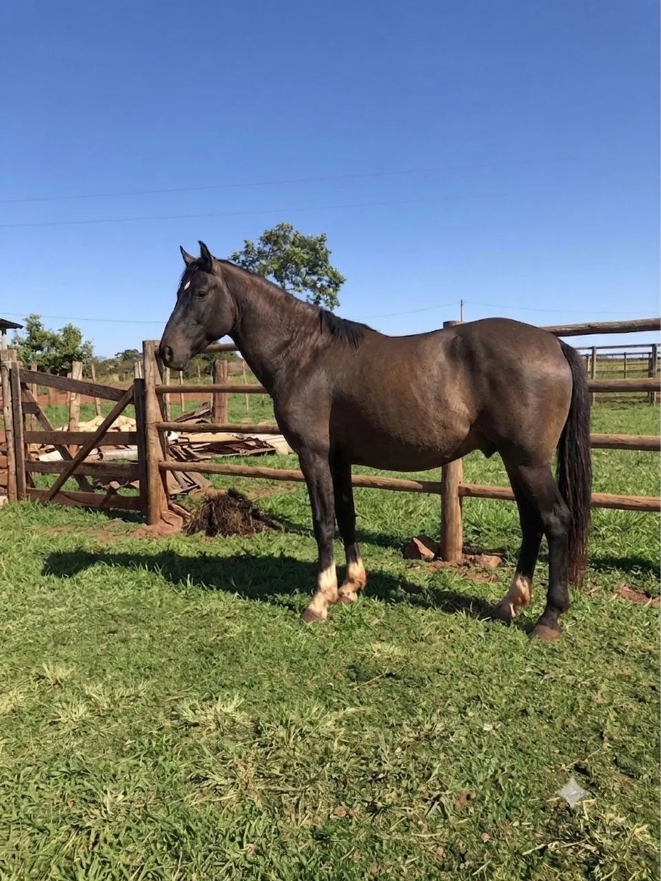 Cavalo - Foto 2