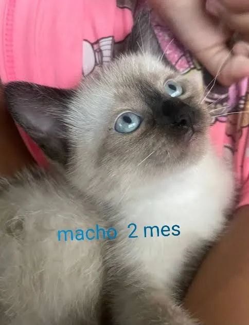 Adoção 