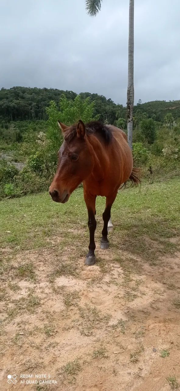 Égua crioula. - Foto 2