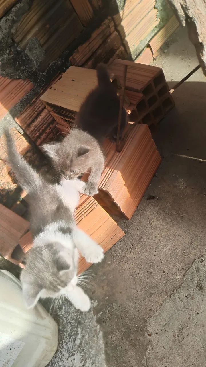 Gatos filhotes peludos para doação  - Foto 2
