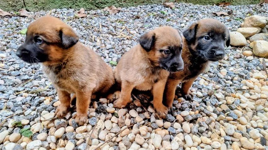 Pastor Belga Malinois - lindos filhotes machos e fêmeas! Oportunidade! - Foto 4
