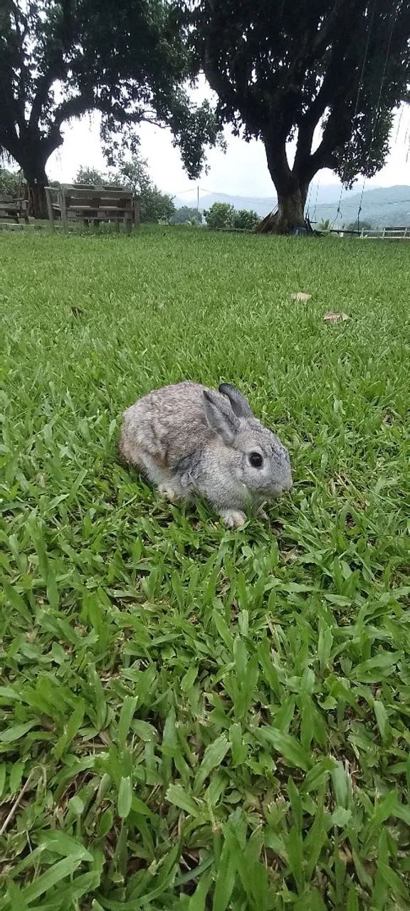 Mini coelho de netherland65580461068161122