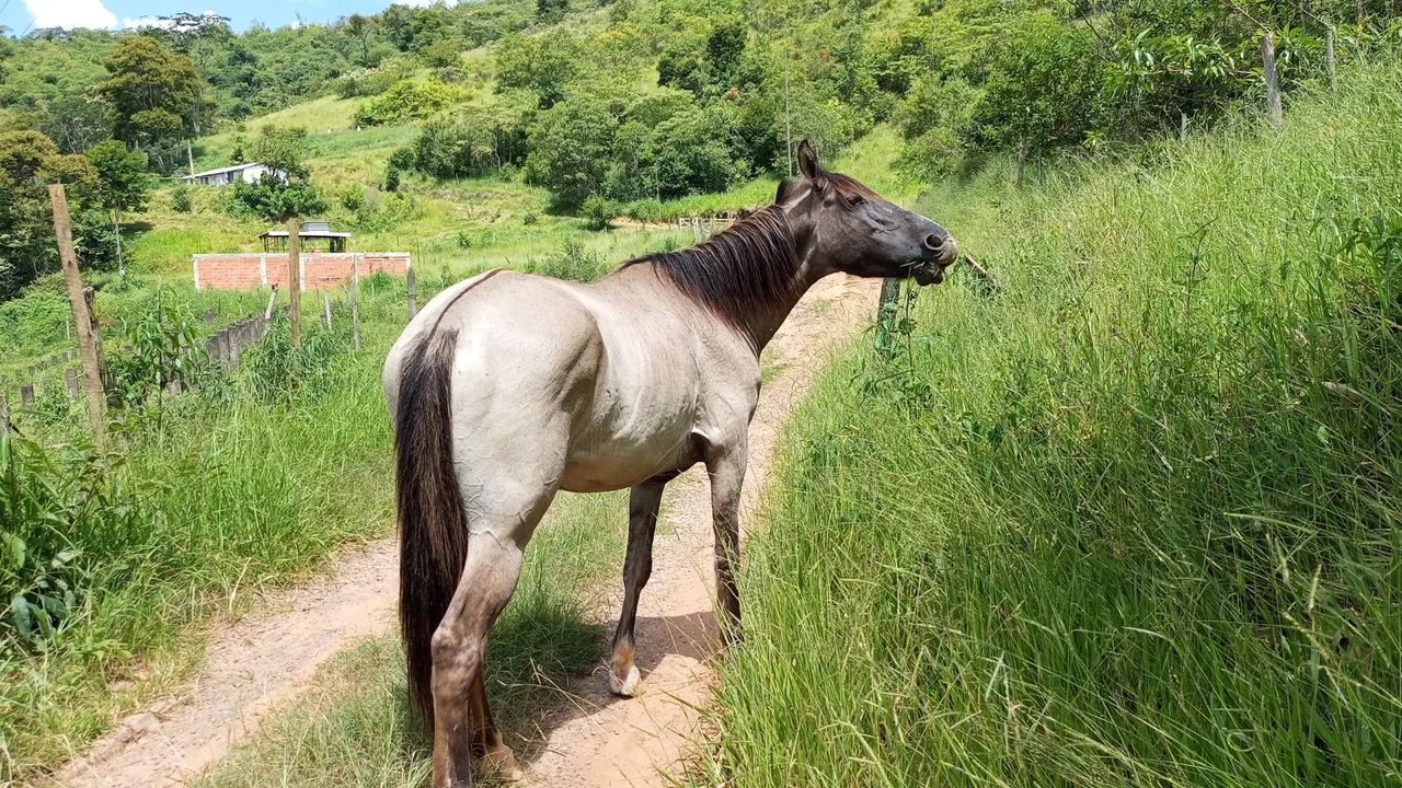 Vende se cavalo bom pra longas cavalgadas e lida com gado - Foto 3
