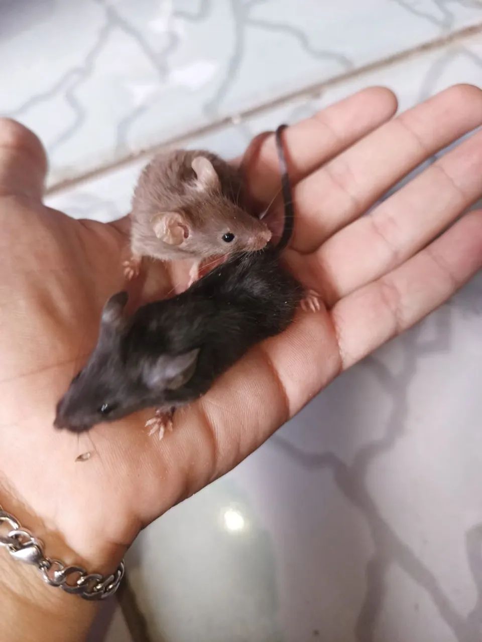  Vende-se camundongos domésticos  - Foto 5