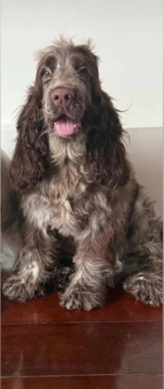 Cocker spaniel inglês canil - Foto 4