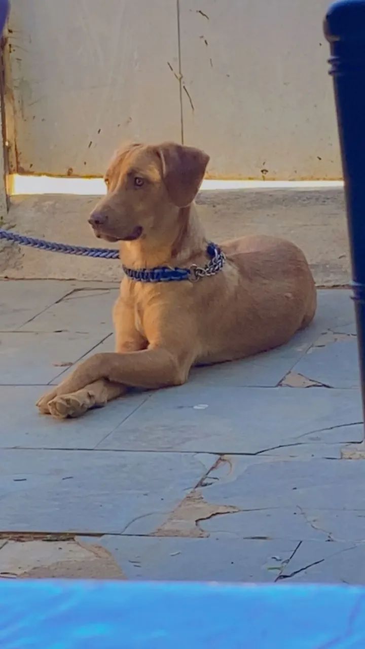 Doação Responsável  - Foto 2