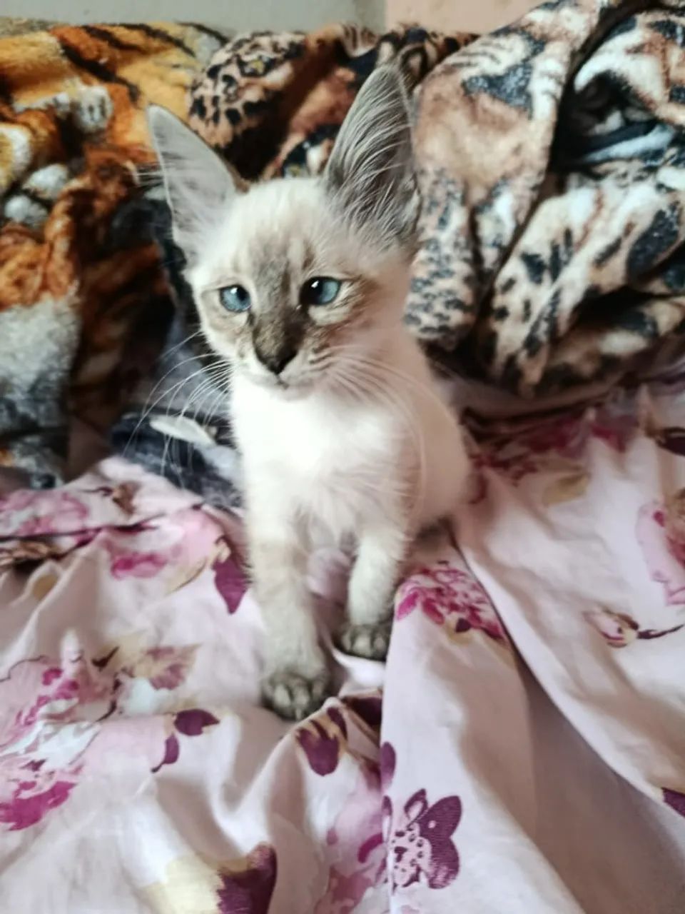 Gatinho macho para adoção - Foto 3