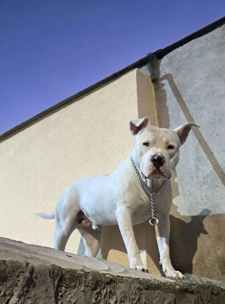 Doa se casal de pitbull