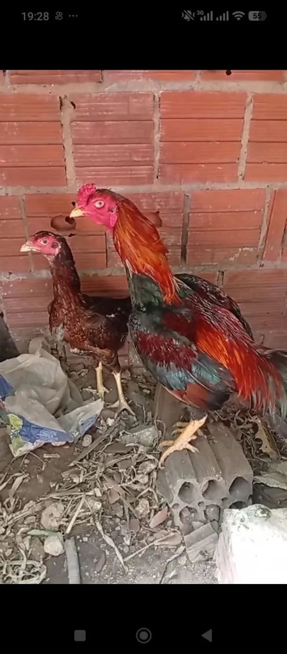 Estou vendendo um casal de galinhas indianas - Foto 2