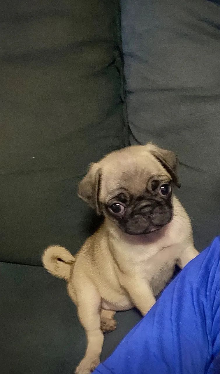 Filhote de Pug Fêmea - Vacinada e Vermifugada