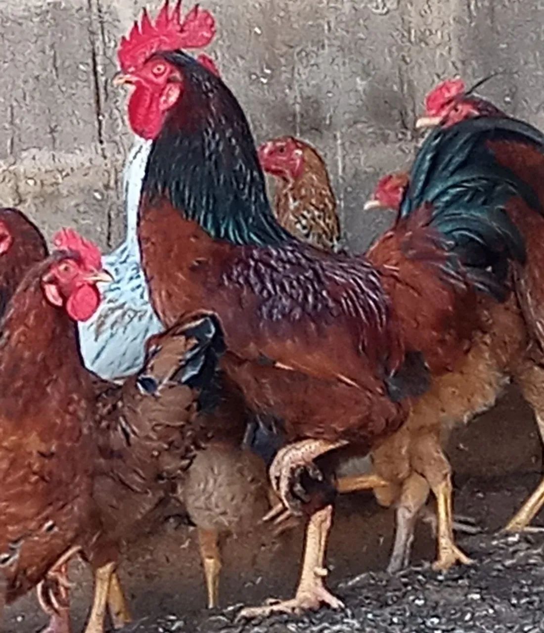 GALO Embrapa  - Foto 4