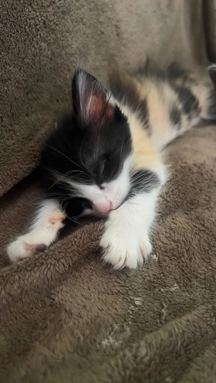 Doando Gatinhos  - Foto 4