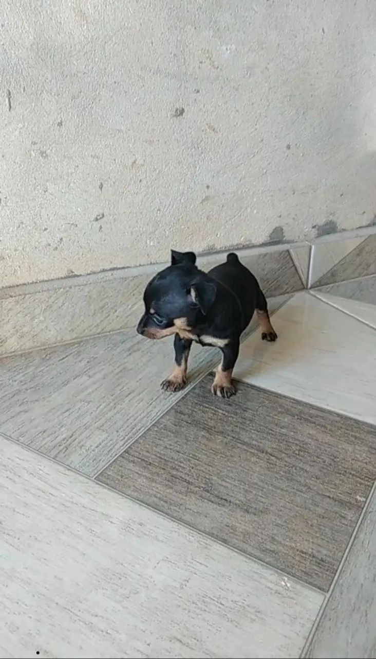 Cachorro  - Foto 3