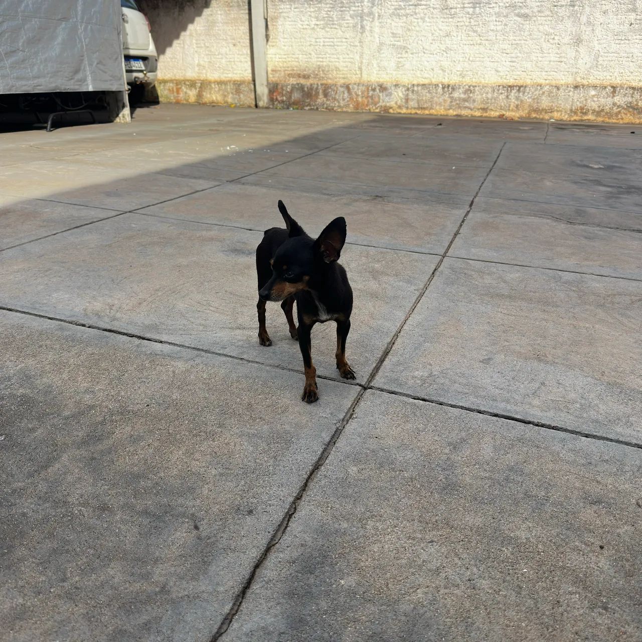 Cachorro Pinscher Macho  - Foto 2