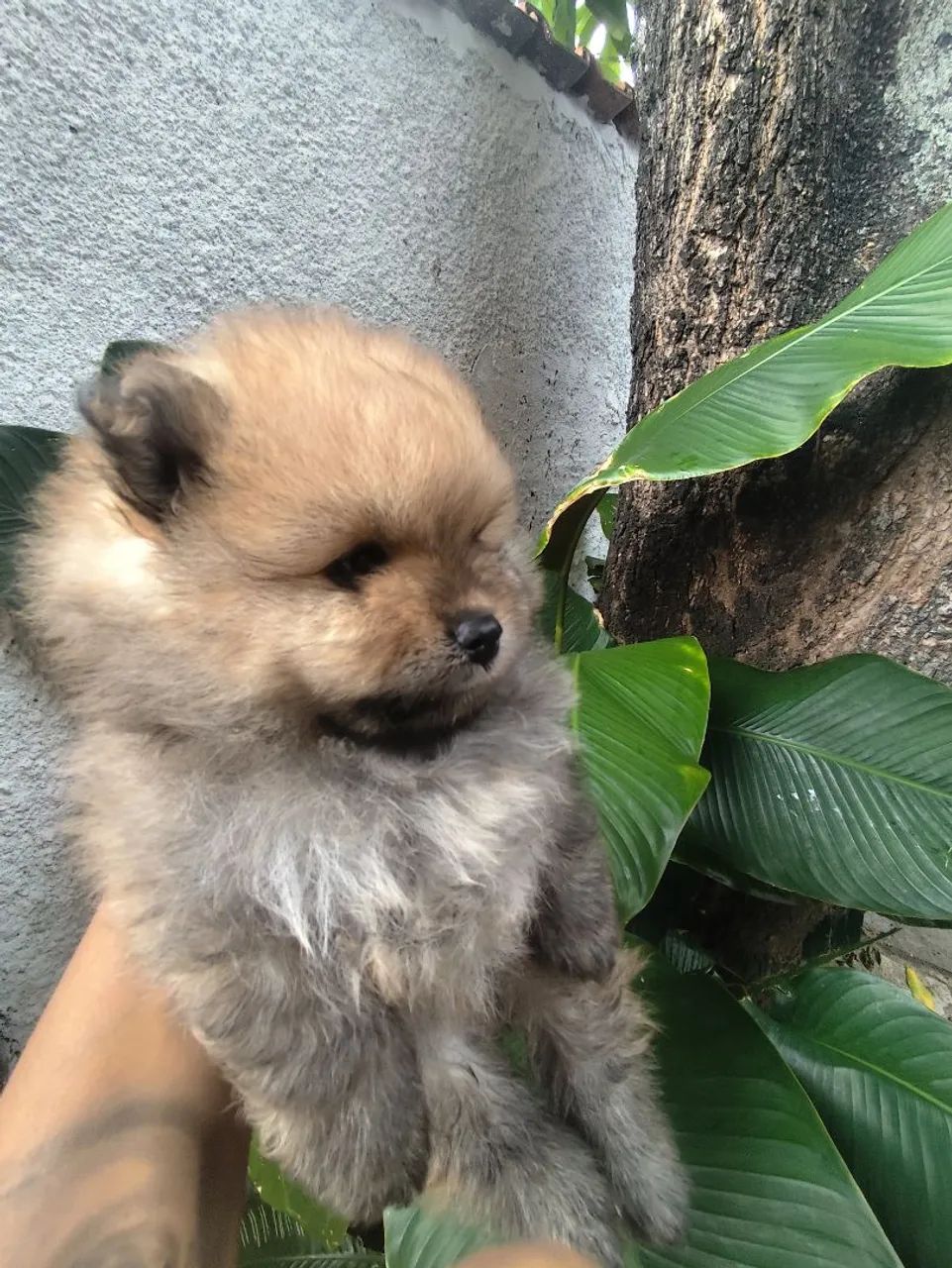 Spitz alemão anão macho, um ursinho de pelúcia na cor laranja ! Pronta entrega  - Foto 2