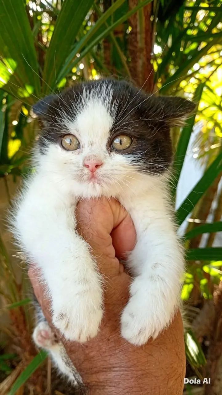 Gato britsh shorther - Foto 3