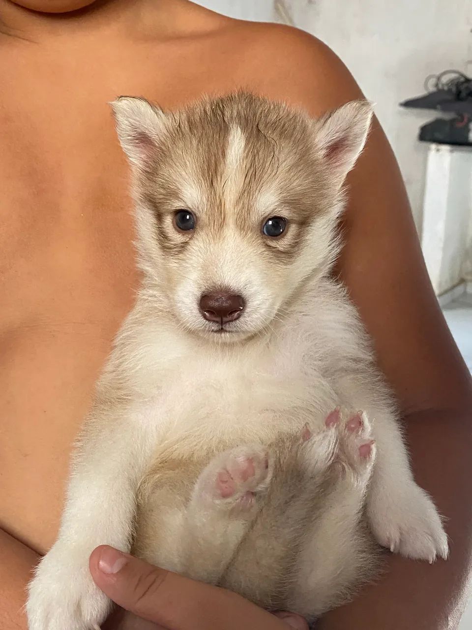 husky siberiano - Foto 6