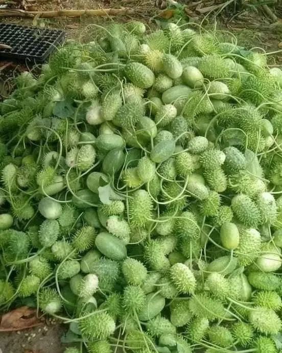 ?Vende-se maxixe? - Foto 2