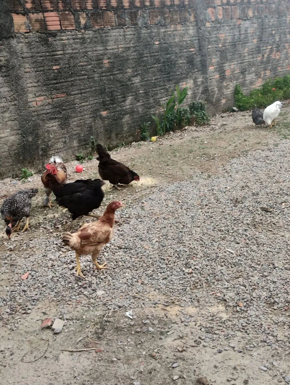 Galinhas caipira  - Foto 4