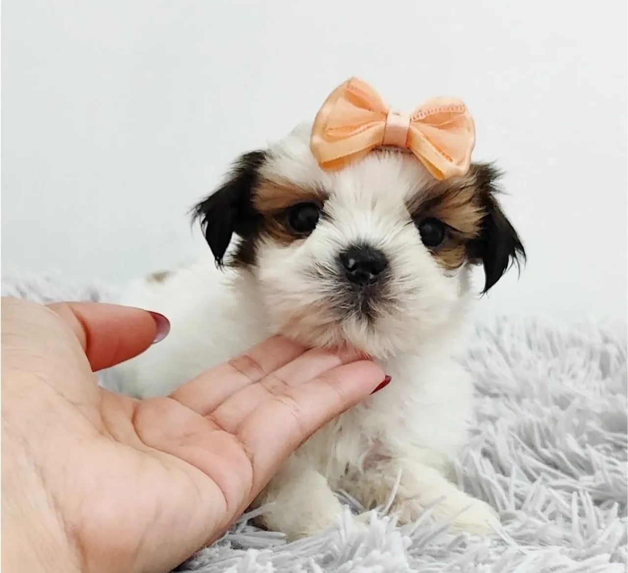 Shih tzu vendas Mini  - Foto 2