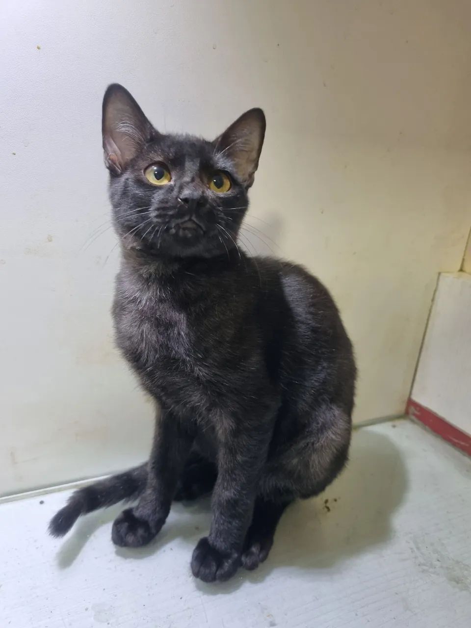 Gatinhos para adoção - Foto 6
