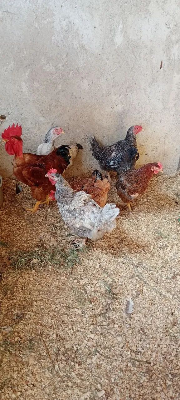 Lote de galinhas com galo polaco 