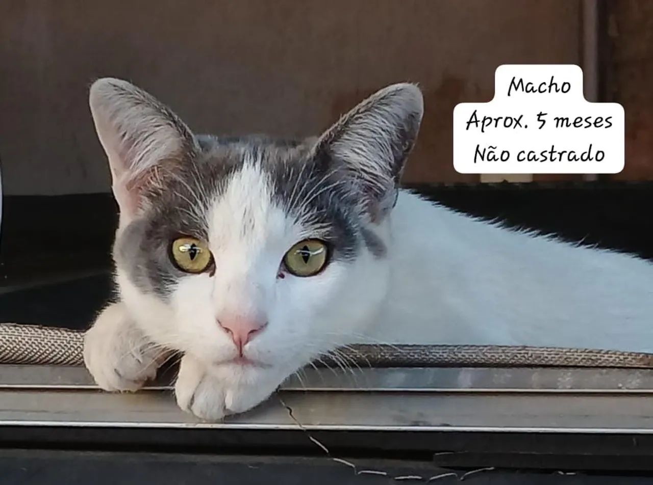 Doação de Gatos - * - Foto 2