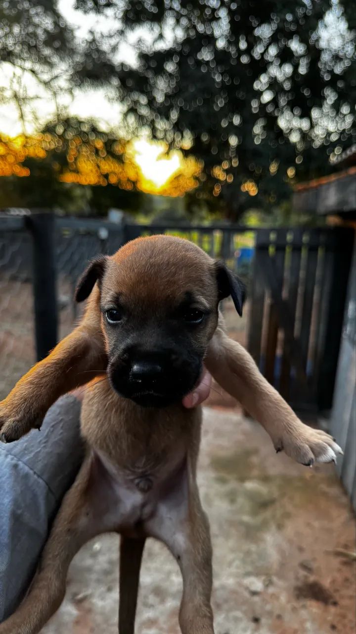 Filhote de boxer  - Foto 5