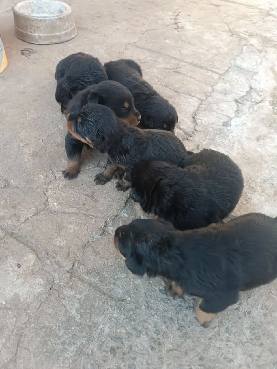 Filhotes de rottweiler  - Foto 3
