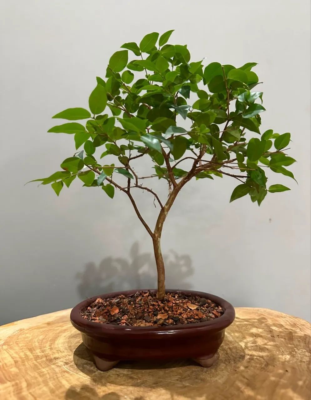 Pré bonsai  - Foto 2