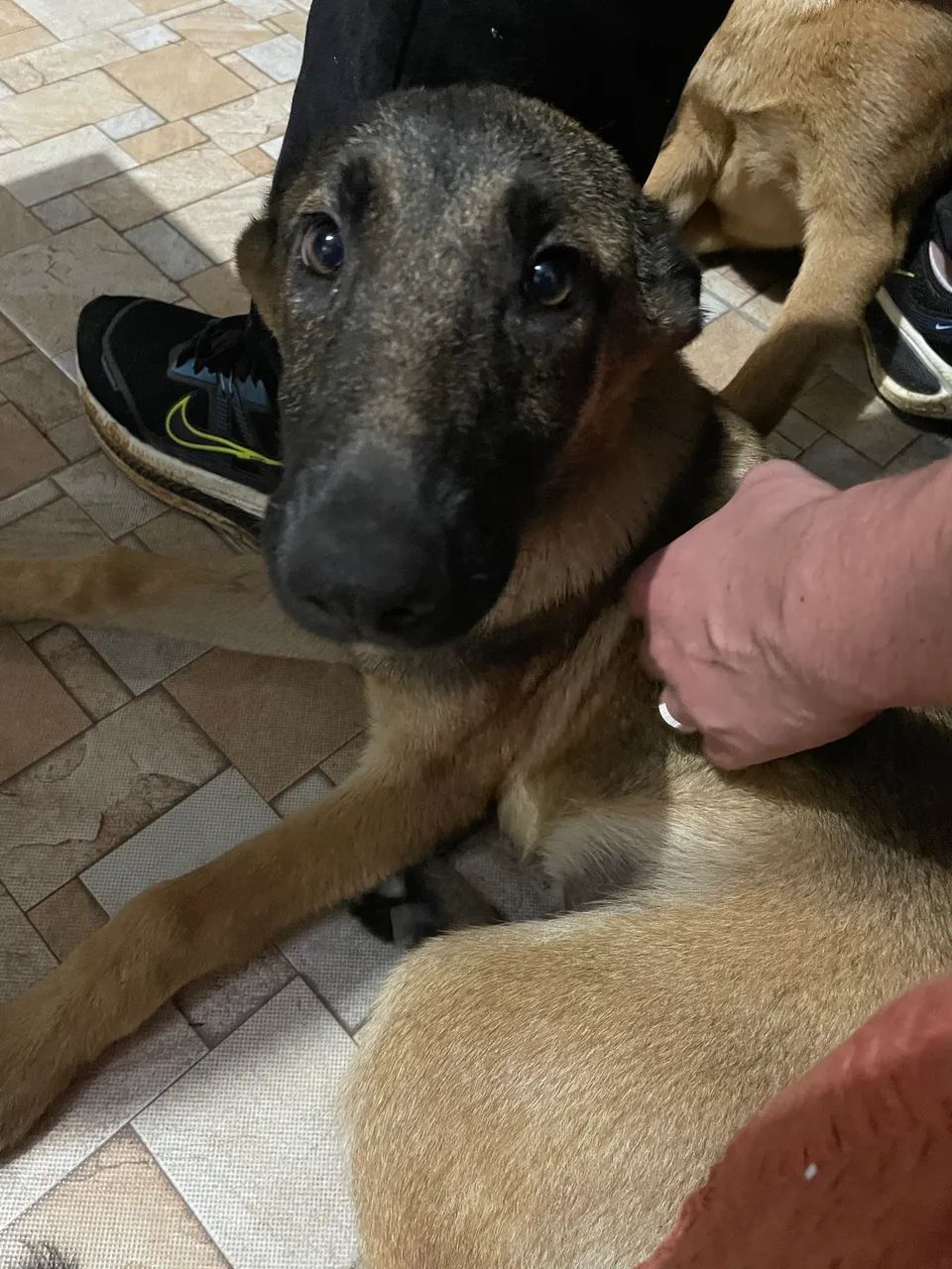 Pet