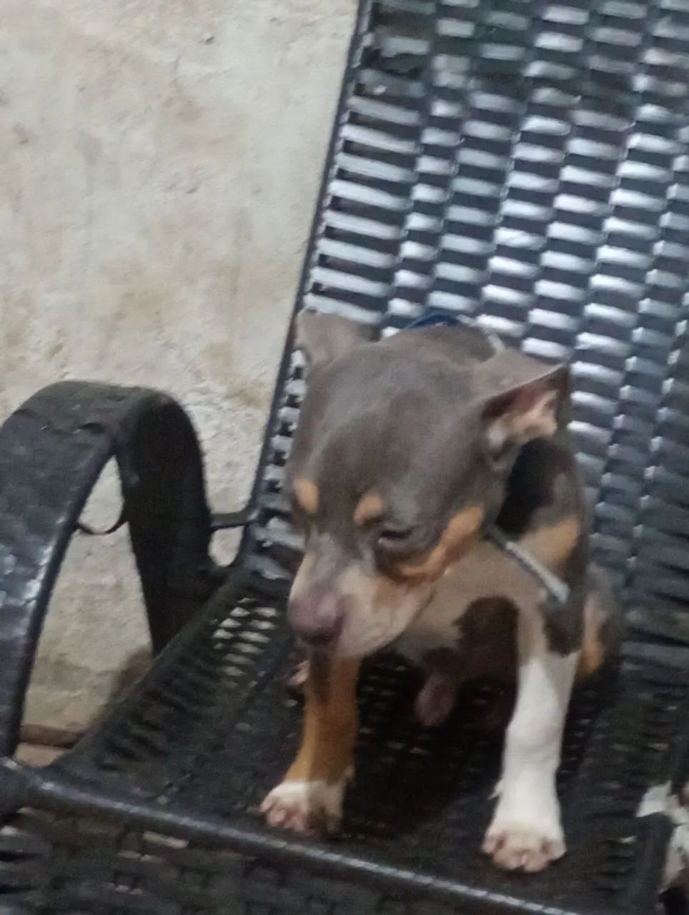 American bully standard - Foto 2