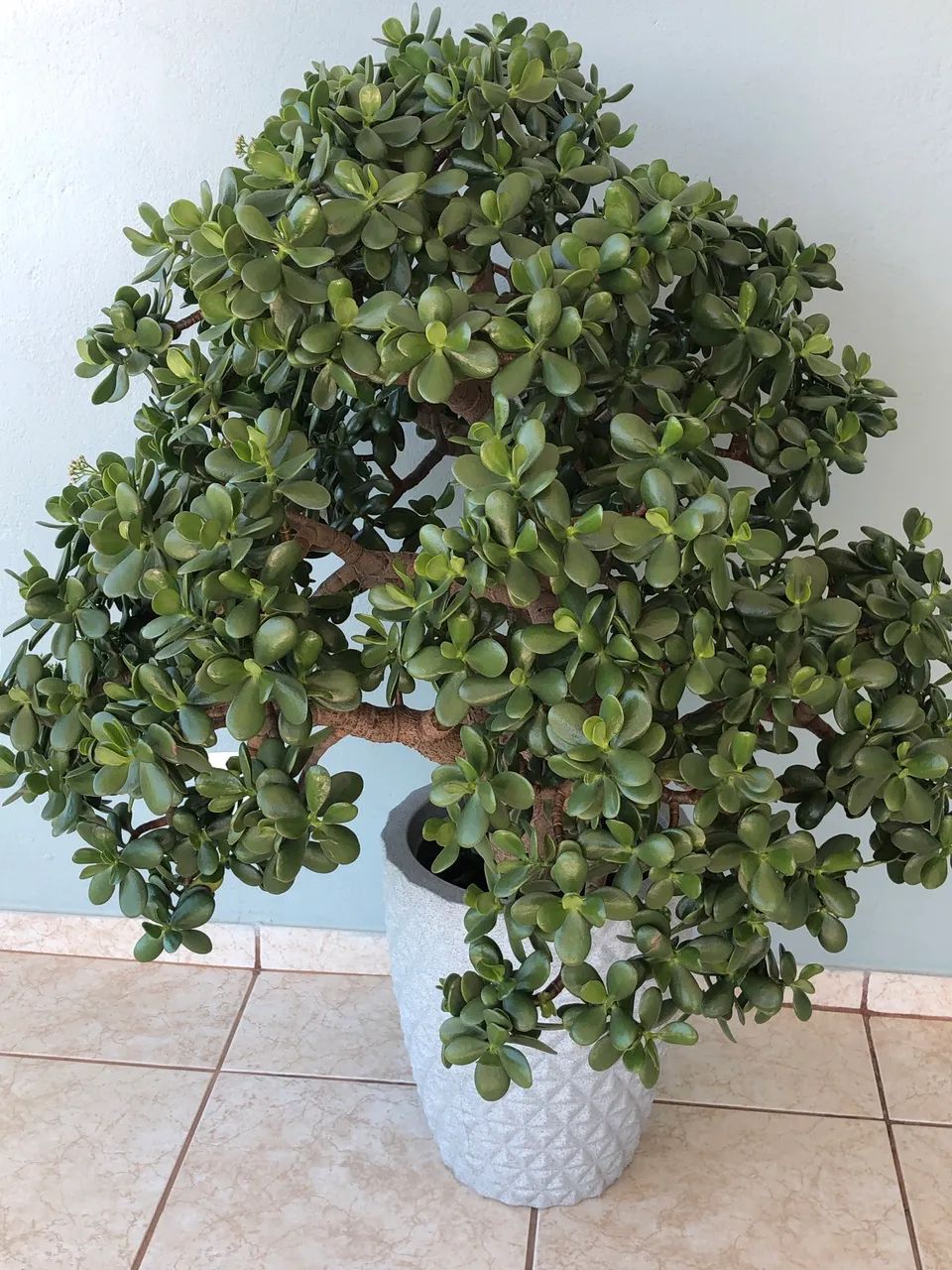 Planta Jade (1)