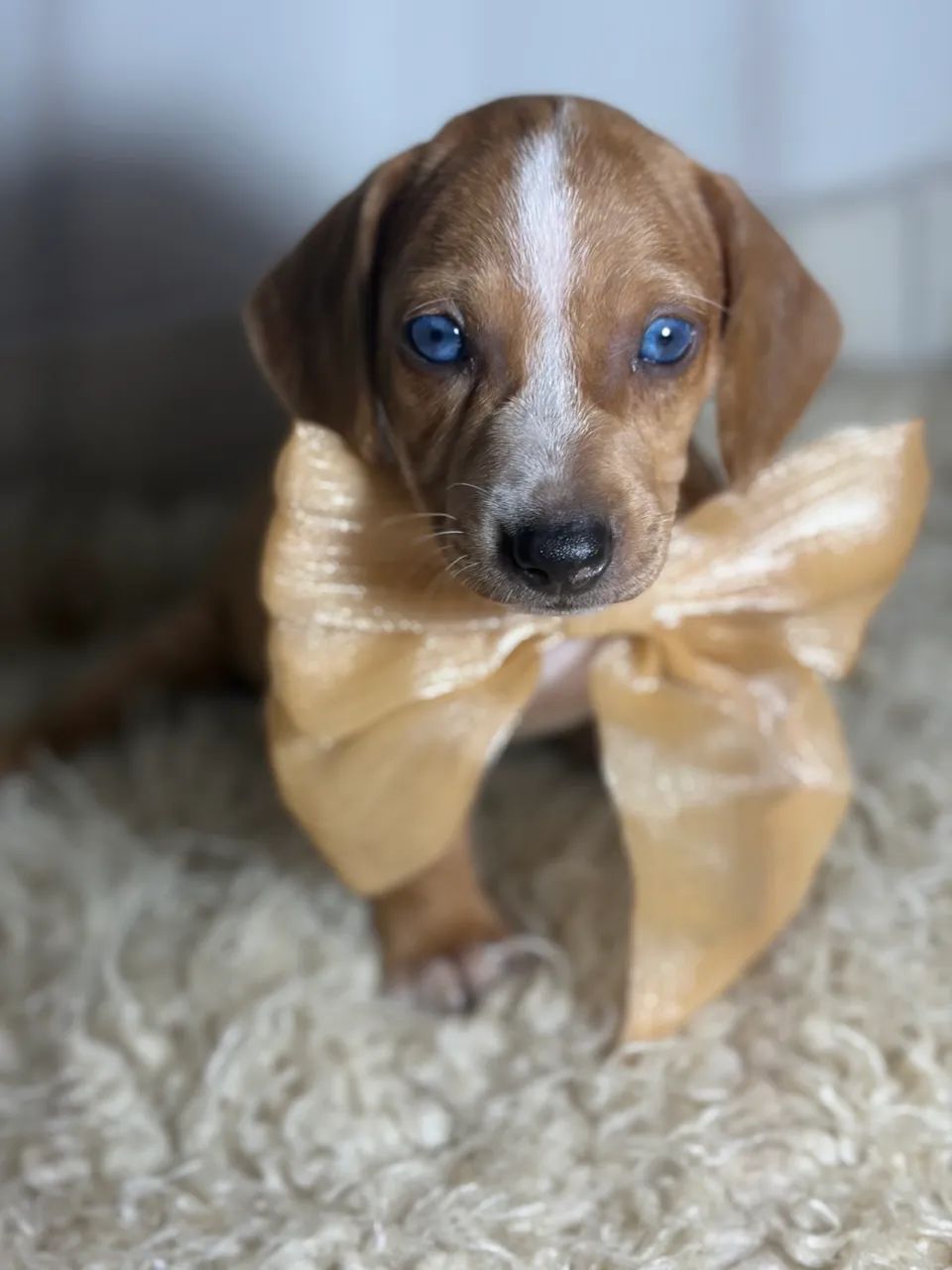Cachorro - Foto 2