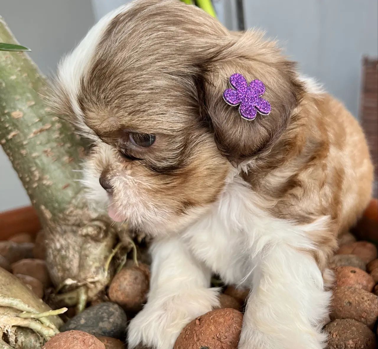 Shih Tzu - Foto 3
