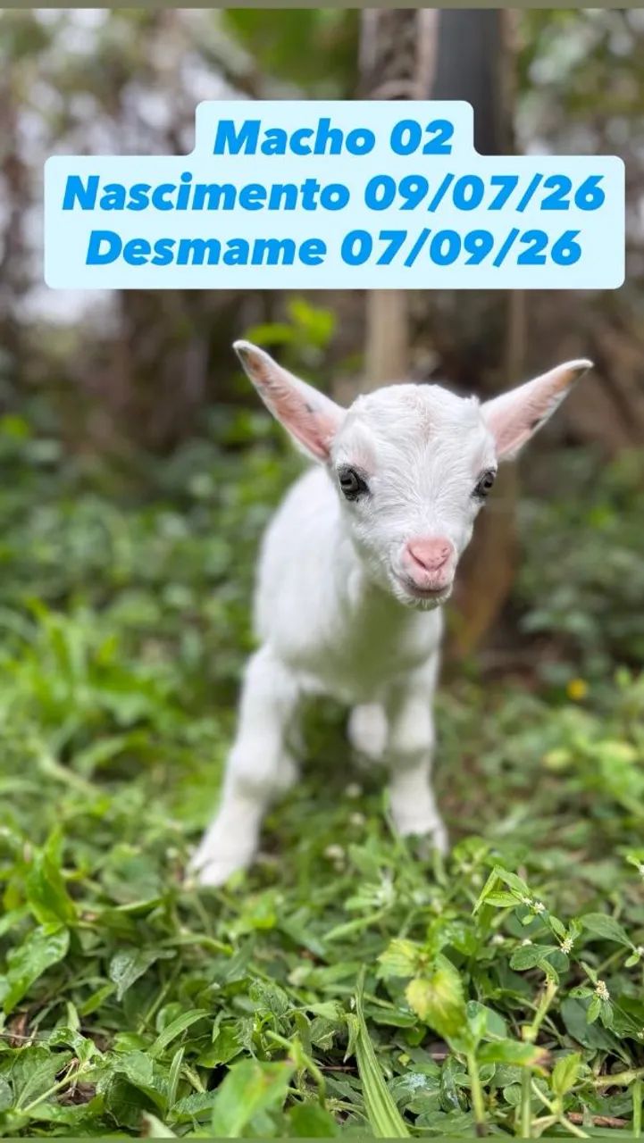 Mini cabra mini cabrito mini bode  - Foto 5