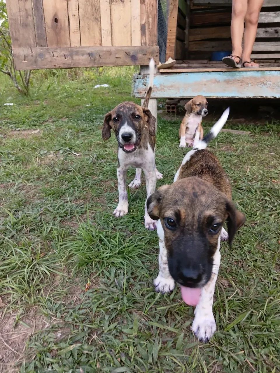 Cachorro filhote para doação  - Foto 5