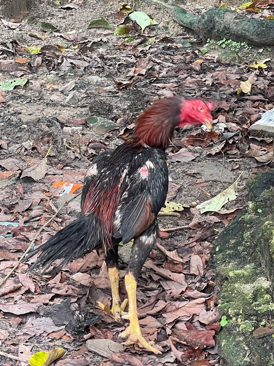 Galo - Foto 2