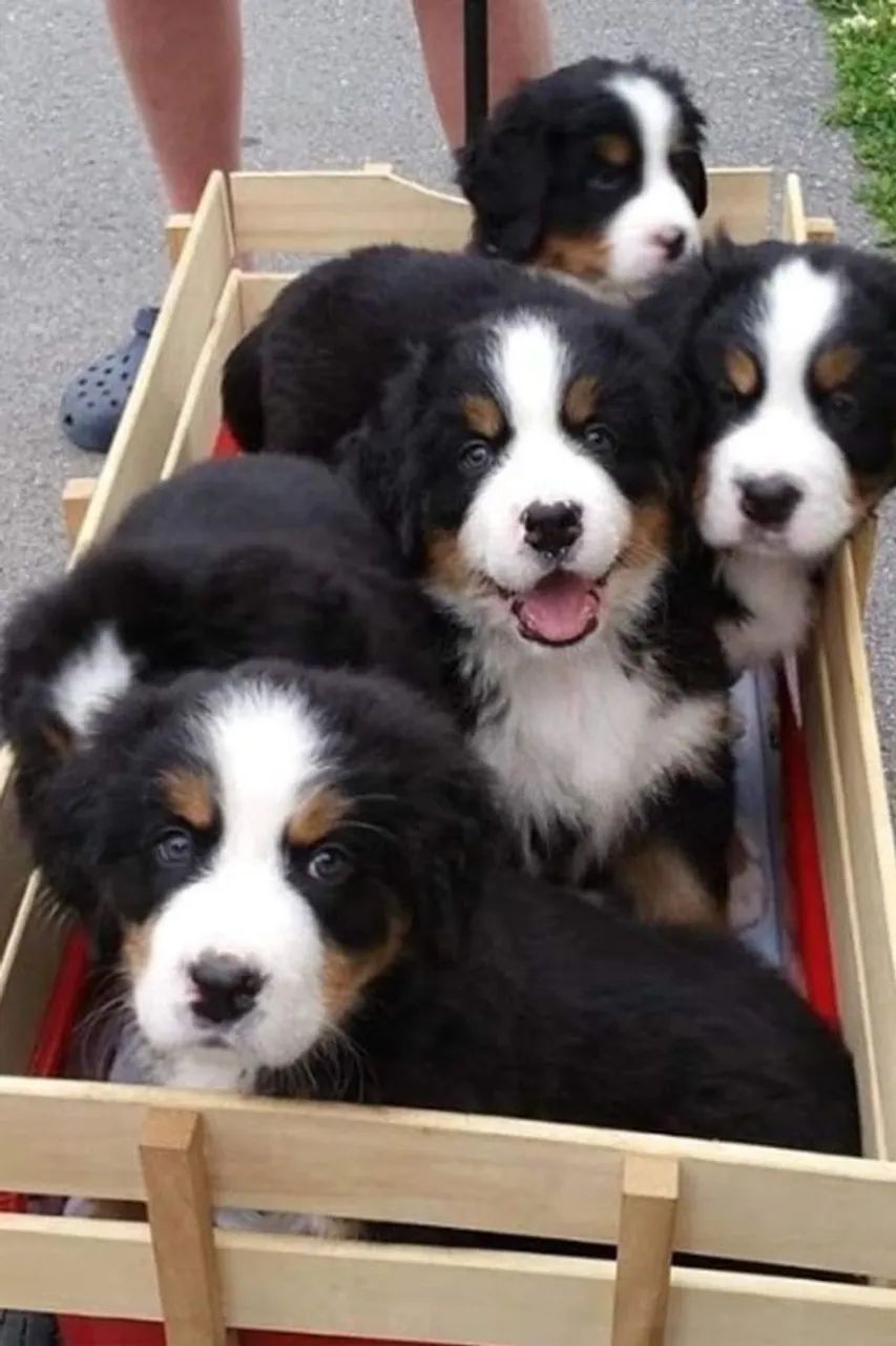 Bernese disponível 
