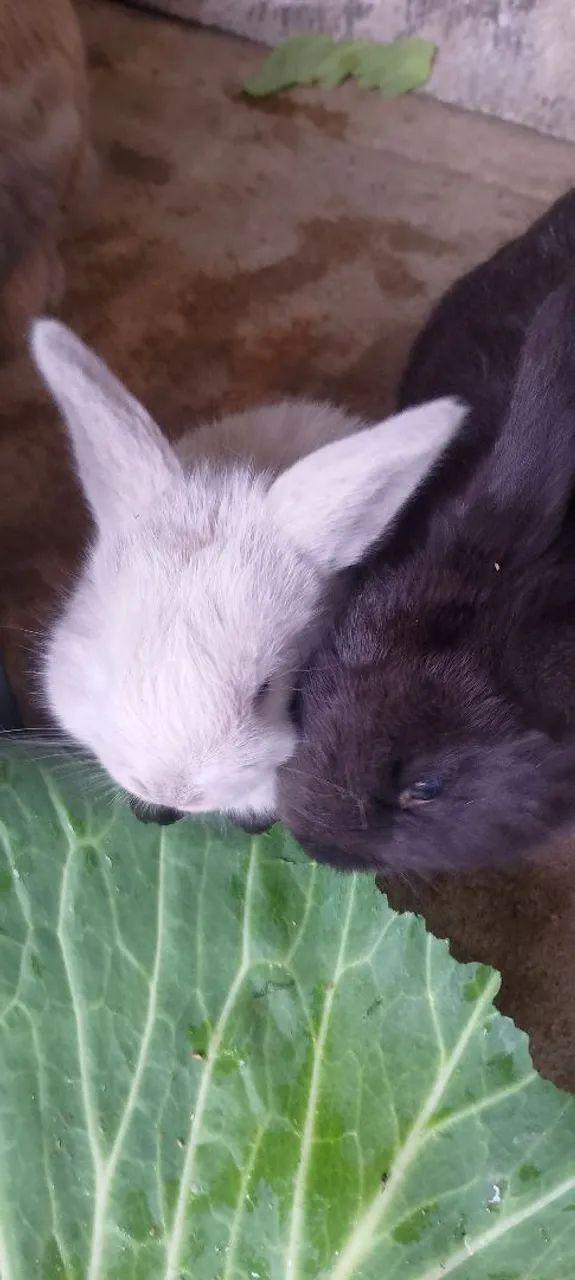 Coelho mini lop