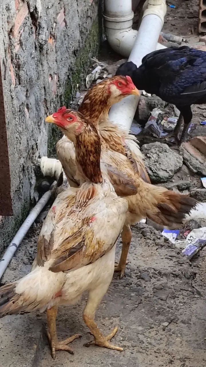 Frangas da raça Moura com 8 meses ideal para reprodução valor individual r$ 300 - Foto 2